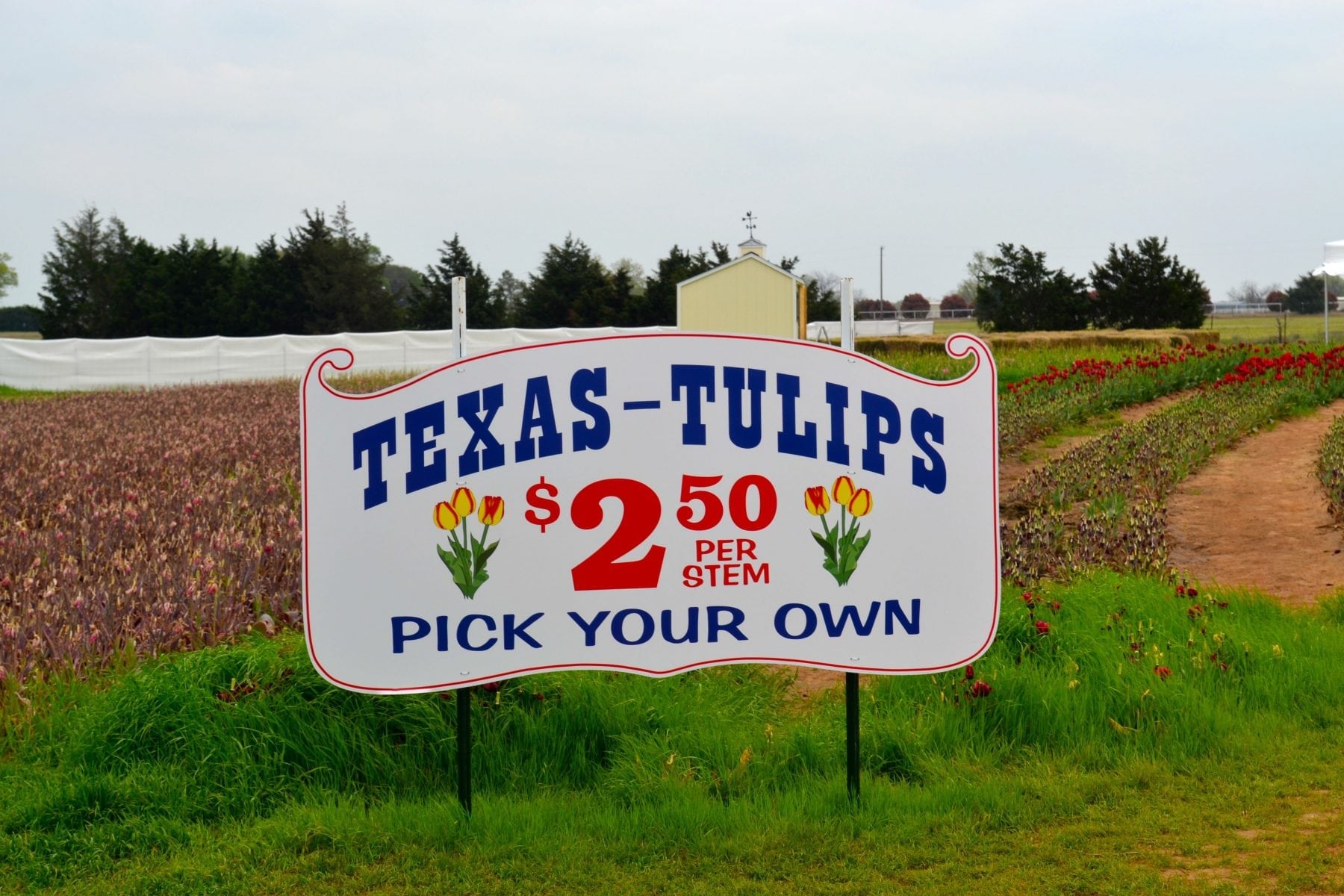 Tulip U Pick It Farm Pilot Point DFW metroplex Dallas