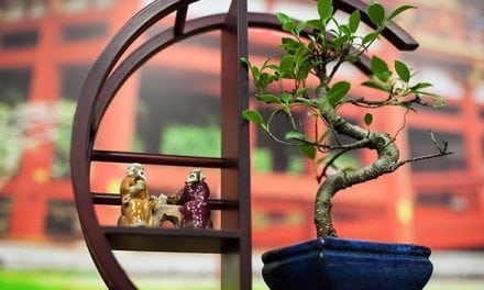 Where to Find Bonsai Trees in DFW