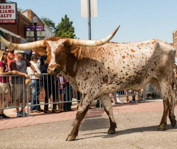 Fun Things to Do in Dfw Area Downtowns That You Will Want to Do