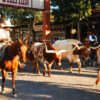 Horseback riders lead longhorn cattle down a street in Fort Worth Stockyards.